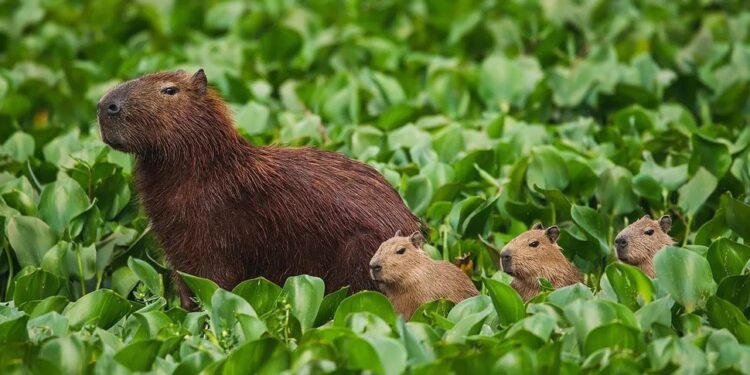 Scioli afirmó que se implementará una vacuna anticonceptiva para frenar la reproducción de los carpinchos