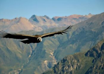 Día Mundial del cóndor: ¿por qué se celebra el 7 de julio?