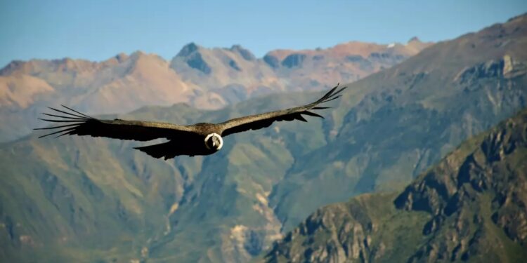 Día Mundial del cóndor: ¿por qué se celebra el 7 de julio?