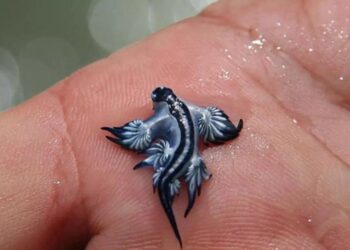 Encontraron un ejemplar de “dragón azul” en una playa de Valencia