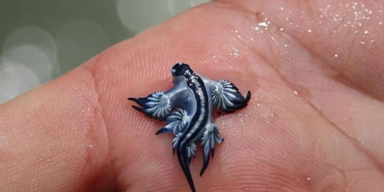 Encontraron un ejemplar de “dragón azul” en una playa de Valencia