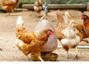 Senasa confirmó un caso de influenza aviar en la Provincia