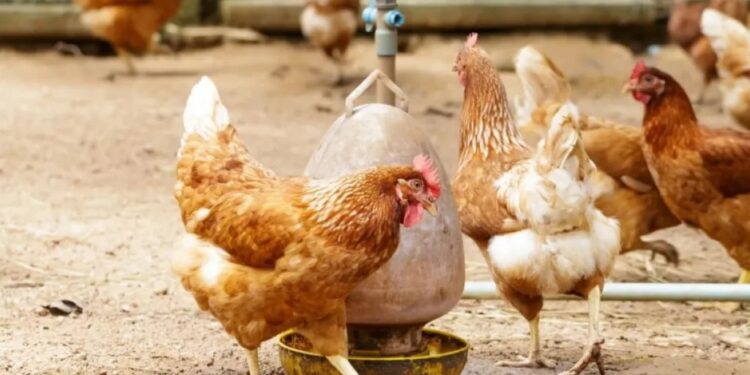 Senasa confirmó un caso de influenza aviar en la Provincia