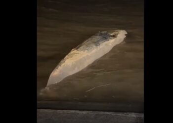 Alerta y misterio en el Río de la Plata: apareció otra ballena muerta en la Costanera y son dos en una semana