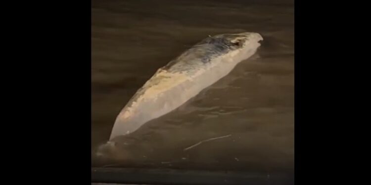 Alerta y misterio en el Río de la Plata: apareció otra ballena muerta en la Costanera y son dos en una semana