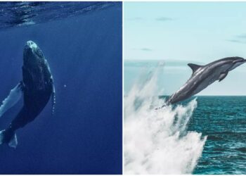 Día Mundial de las Ballenas y los Delfines: ¿por qué se celebra el 23 de julio?