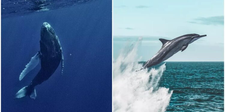 Día Mundial de las Ballenas y los Delfines: ¿por qué se celebra el 23 de julio?