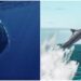 Día Mundial de las Ballenas y los Delfines: ¿por qué se celebra el 23 de julio?