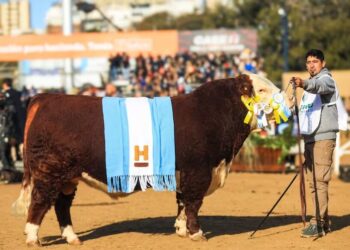 En Hereford, el campeón llegó desde Saldungaray