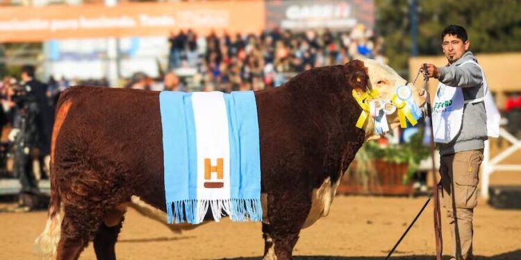 En Hereford, el campeón llegó desde Saldungaray