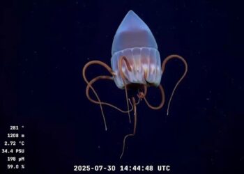 Transmisión desde 4.000 metros de profundidad. EN VIVO: lo podes ver en Noticias Radio Reflejos