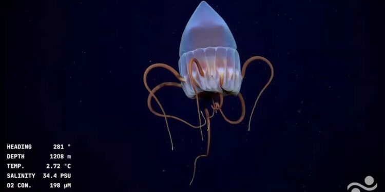 Transmisión desde 4.000 metros de profundidad. EN VIVO: lo podes ver en Noticias Radio Reflejos