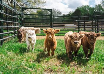 Los “terneros miniatura” que conquistan las redes y valen hasta U$S25.000