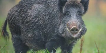 Son 8 los casos confirmados de triquinosis en Tornquist y Bahía Blanca 