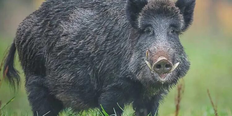 Son 8 los casos confirmados de triquinosis en Tornquist y Bahía Blanca