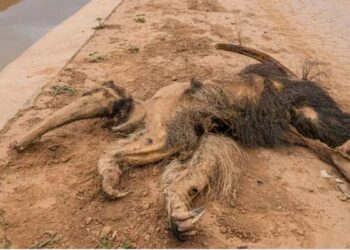 Ambientalistas presentan una demanda en Argentina por un canal que afecta a la fauna silvestre