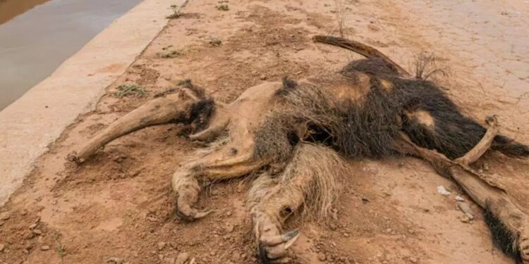 Ambientalistas presentan una demanda en Argentina por un canal que afecta a la fauna silvestre