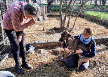 «En Sierra de la Ventana perros en situación de calle no hay. Son todos perros que tienen dueño».