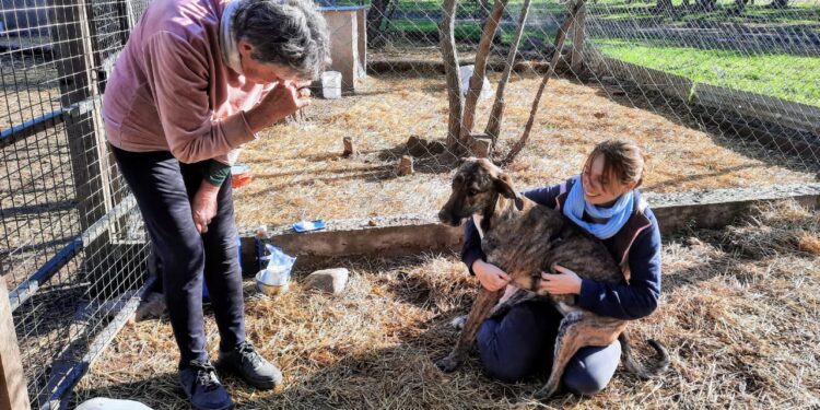 «En Sierra de la Ventana perros en situación de calle no hay. Son todos perros que tienen dueño».