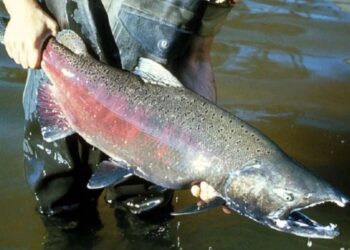 Alerta ambiental en Patagonia: el salmón Chinook invade los ríos y genera preocupación