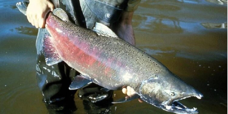 Alerta ambiental en Patagonia: el salmón Chinook invade los ríos y genera preocupación