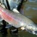 Alerta ambiental en Patagonia: el salmón Chinook invade los ríos y genera preocupación