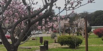 Sierra de la Ventana se viste de blanco y rosa con la floración de los almendros