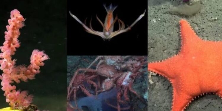 Cuándo será la última transmisión submarina del Conicet