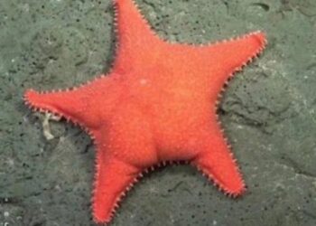 Estrella Culona: el meme del Conicet que tiene más imagen positiva que cualquier político