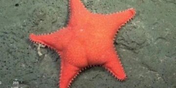 Estrella Culona: el meme del Conicet que tiene más imagen positiva que cualquier político