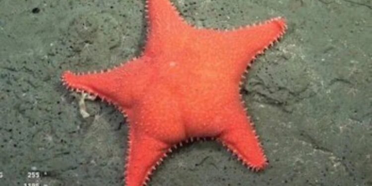 Estrella Culona: el meme del Conicet que tiene más imagen positiva que cualquier político