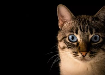 Día internacional del gato: ¿por qué se celebra el 8 de agosto?