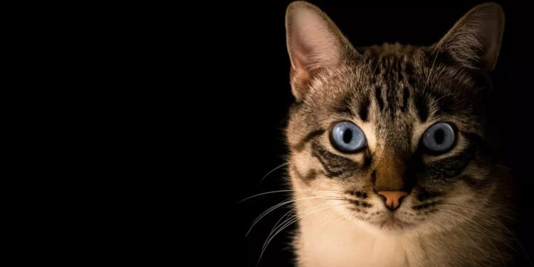 Día internacional del gato: ¿por qué se celebra el 8 de agosto?