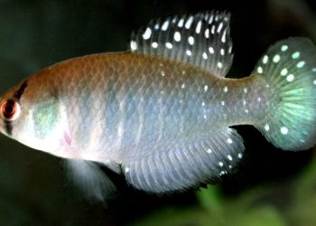 Hallazgo sin precedentes en Argentina: encontraron una nueva especie de pez gigante que vive en la sequía