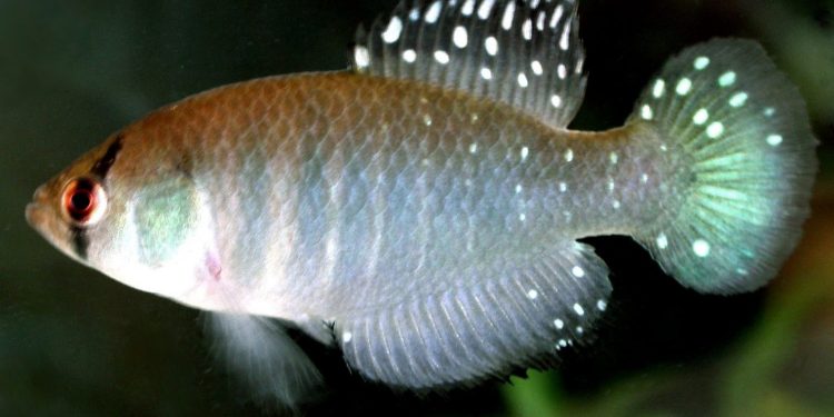 Hallazgo sin precedentes en Argentina: encontraron una nueva especie de pez gigante que vive en la sequía