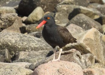 Día Mundial de las Aves Playeras: ¿por qué se celebra el 6 de septiembre?