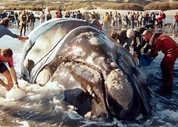 Día Nacional de la Ballena Franca Austral: El rescate de Garra