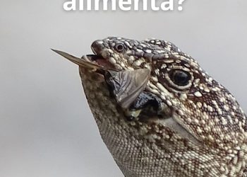 La Iguana de Cobre: Descubriendo sus Secretos Alimenticios