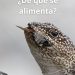 La Iguana de Cobre: Descubriendo sus Secretos Alimenticios