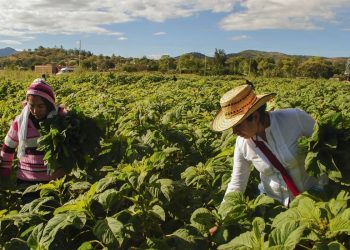 Día mundial de la agricultura: ¿por qué se celebra el 9 de septiembre?