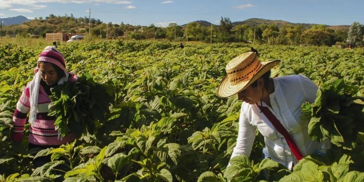 Día mundial de la agricultura: ¿por qué se celebra el 9 de septiembre?