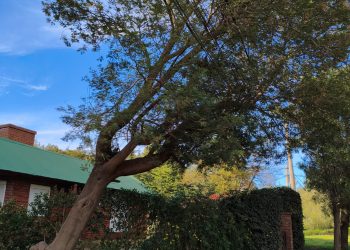 Prioridad en el tratamiento del arbolado público: «salvaguardar vidas humanas y materiales»