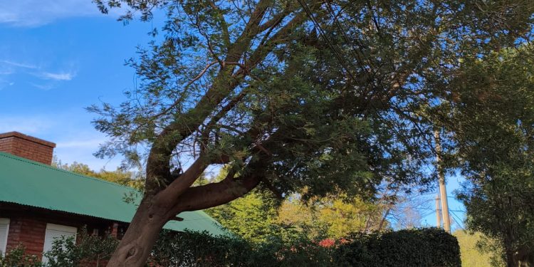 Prioridad en el tratamiento del arbolado público: «salvaguardar vidas humanas y materiales»
