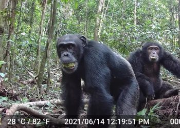 Los chimpancés darían positivo en alcoholemia: consumen el equivalente a 2,6 copas de vino al día