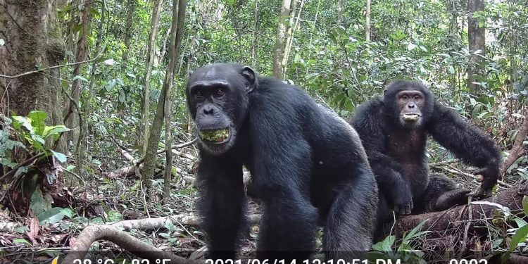Los chimpancés darían positivo en alcoholemia: consumen el equivalente a 2,6 copas de vino al día
