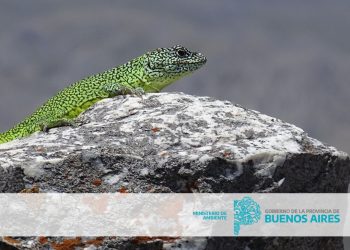 Este es el 3er capítulo de la serie de documentales de la Iguana de Cobre
