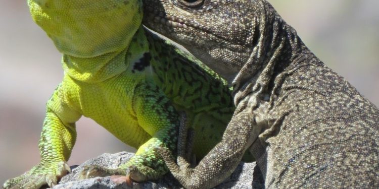 Reproducción de la Iguana de Cobre: Un Enfoque en su Conservación en el 5to capítulo.
