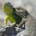 Reproducción de la Iguana de Cobre: Un Enfoque en su Conservación en el 5to capítulo.