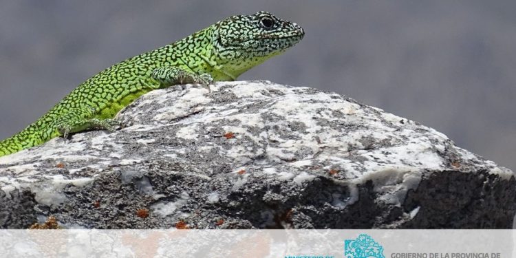 Este es el 3er capítulo de la serie de documentales de la Iguana de Cobre