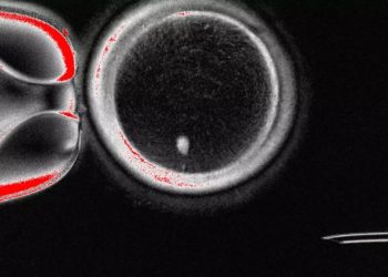 Consiguen por primera vez generar óvulos humanos potencialmente fecundables a partir de células de la piel